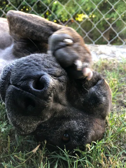 A Pet's Place of Clearwater 12