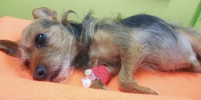 Banfield Pet Hospital 12
