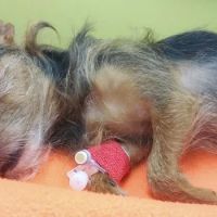 Banfield Pet Hospital ico