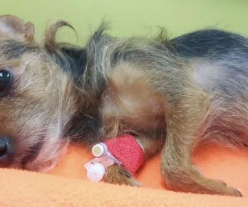 Banfield Pet Hospital