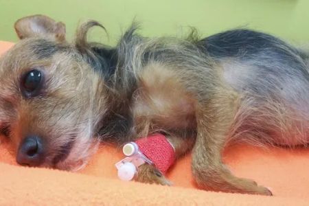 Banfield Pet Hospital