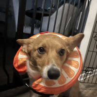 Spay & Neuter Clinic ico