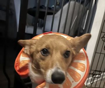 Spay & Neuter Clinic