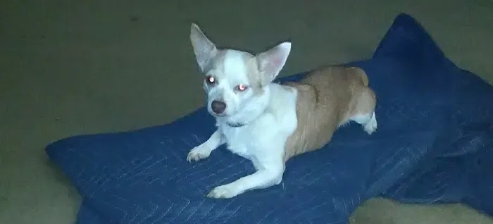 Spay & Neuter Clinic 12