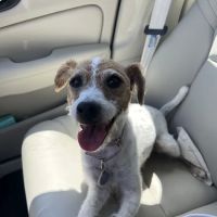 Banfield Pet Hospital ico