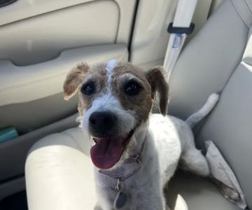 Banfield Pet Hospital