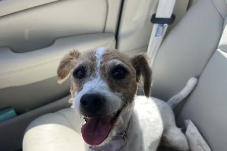 Banfield Pet Hospital