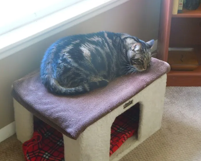 Broadway Cat Hospital 2