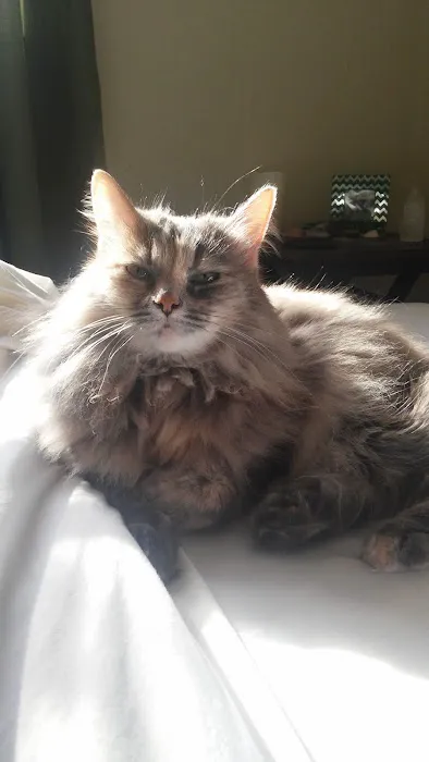 Broadway Cat Hospital 1