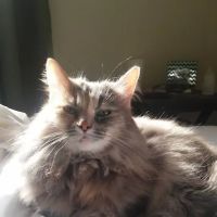 Broadway Cat Hospital ico