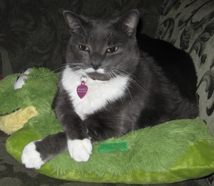 Broadway Cat Hospital 8