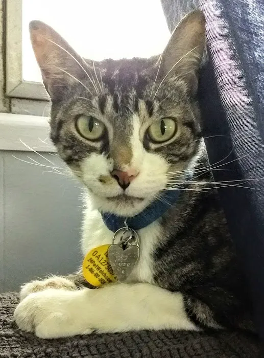 Broadway Cat Hospital 9