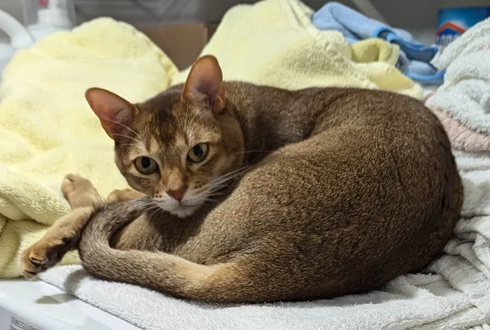 Broadway Cat Hospital 3