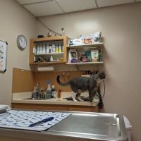 Court Street Animal Hospital ico