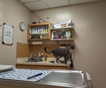 Court Street Animal Hospital
