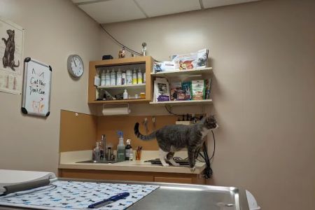 Court Street Animal Hospital