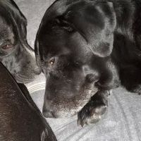 Steele Animal Hospital ico
