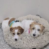 Epic Specialty & Emergency Pet Care ico