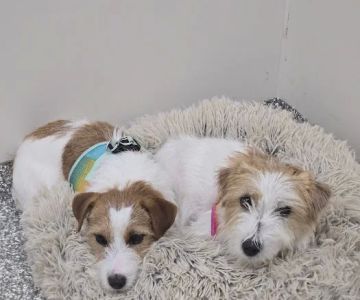 Epic Specialty & Emergency Pet Care