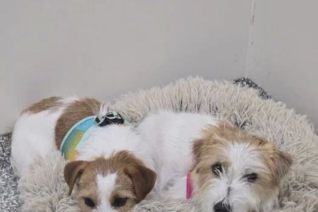 Epic Specialty & Emergency Pet Care