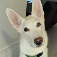 Banfield Pet Hospital ico