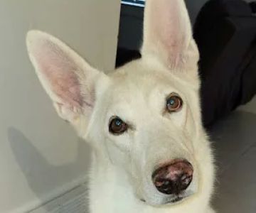 Banfield Pet Hospital
