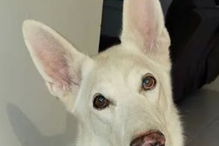 Banfield Pet Hospital