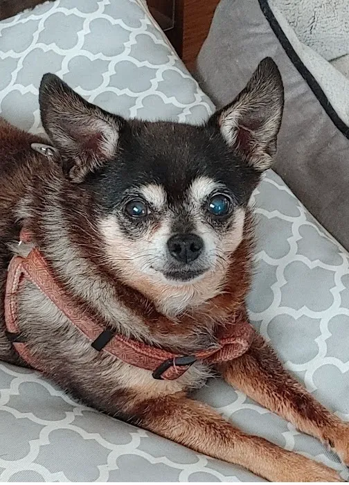 Banfield Pet Hospital 6