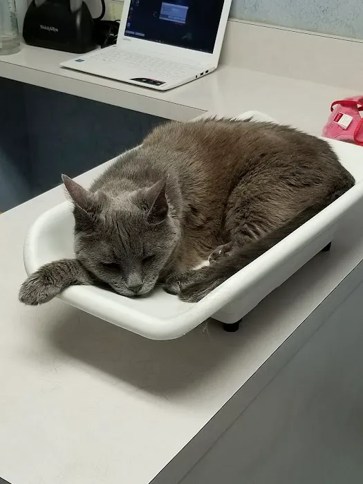 Cat Hospital On Park Street: Repeta Donna DVM 12