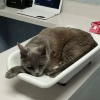 Cat Hospital On Park Street: Repeta Donna DVM ico
