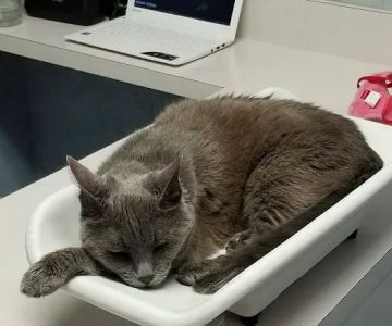 Cat Hospital On Park Street: Repeta Donna DVM