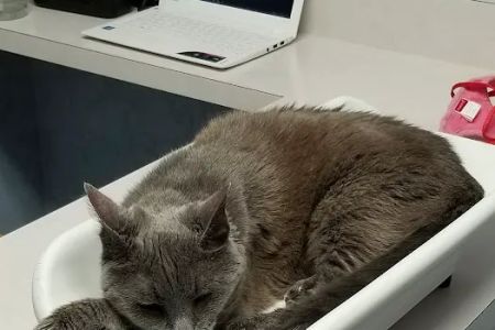 Cat Hospital On Park Street: Repeta Donna DVM
