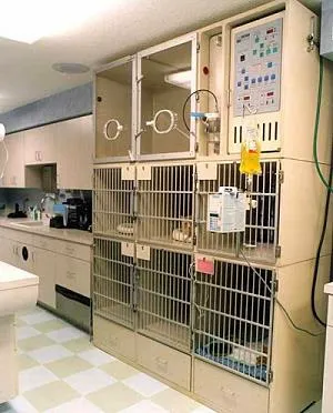 Cat Hospital On Park Street 6