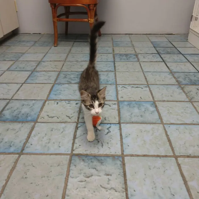 Cat Hospital On Park Street 2