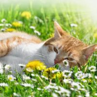 Cat Hospital On Park Street ico
