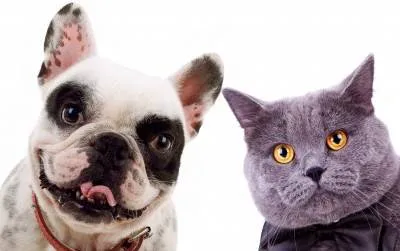 Sun-Surf Animal Hospital 12