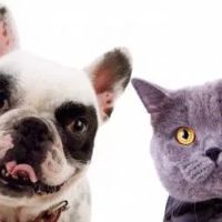 Sun-Surf Animal Hospital ico