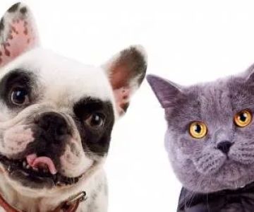 Sun-Surf Animal Hospital