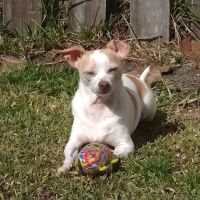 Bluffs Animal Hospital PA ico