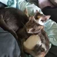 All Cats Hospital ico