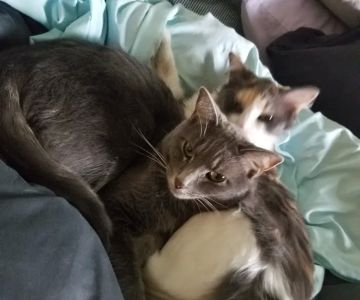 All Cats Hospital