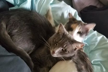 All Cats Hospital