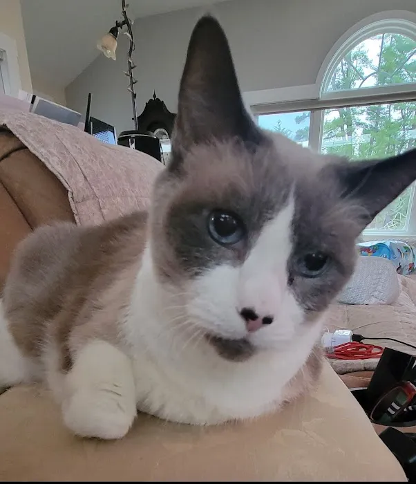 All Cats Hospital 12