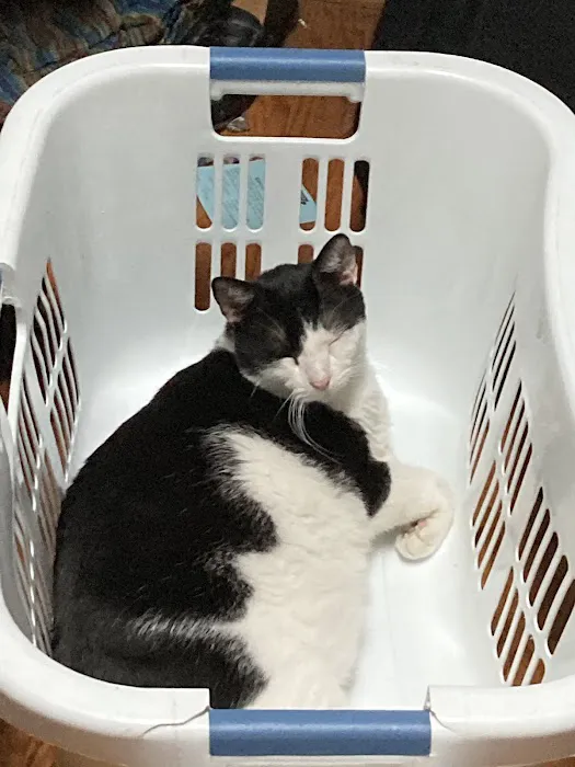 All Cats Hospital 12