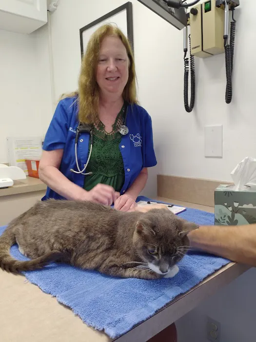 All Cats Hospital 12