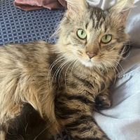 Operation:SNIP Spay Neuter Clinic Operation:SNIP Wellness Center ico