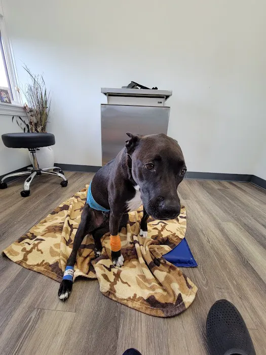 Specialists in Companion Animal Neurology (SCAN) - Clearwater 12