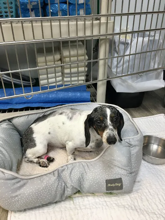 Specialists in Companion Animal Neurology (SCAN) - Clearwater 12