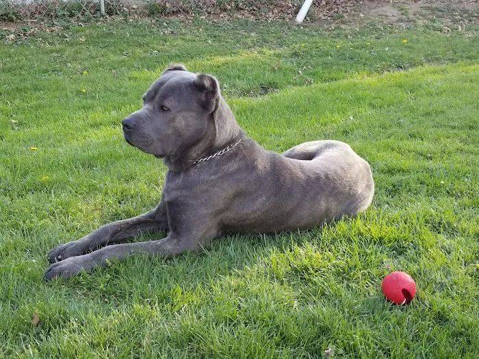 Brentwood Animal Hospital 12