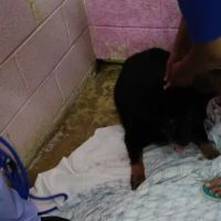 Hyattsville Animal Hospital ico